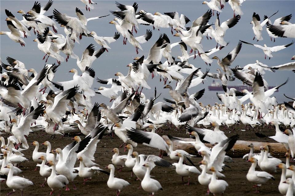 Schneegänse heben über dem Iona Beach in Richmond, British Columbia, Kanada, ab. Liang Sen//XinHua/dpa