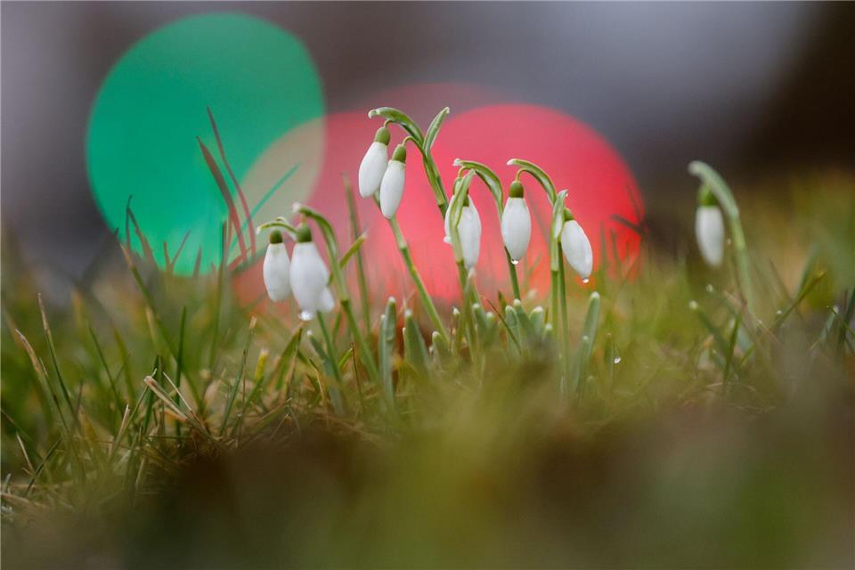Schneeglöckchen gelten als Symbol für Frühlingserwachen.Thomas Warnack/dpa