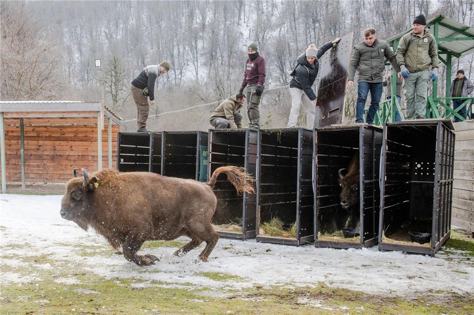 Schnell raus aus der Kiste - das Leben in Freiheit ist für die Tiere neu (Handoutbilder).Emil Khalilov/Zoo Berlin/dpa