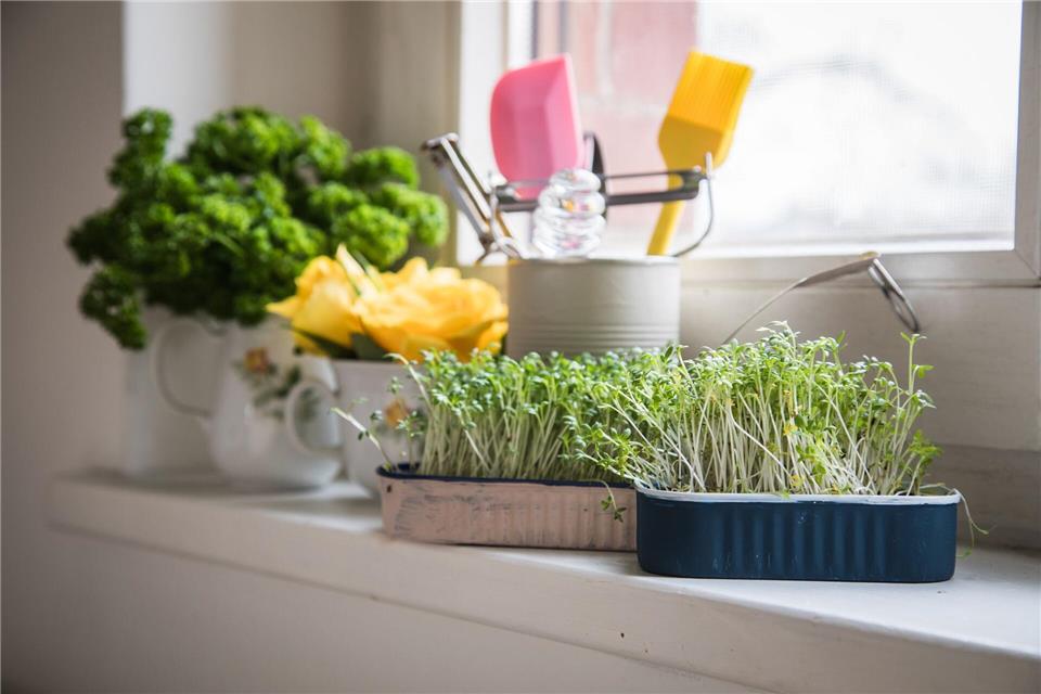 Schnelle Alternative: Kresse wächst in vier bis sechs Tagen auf Watte und ist perfekt für späte Osterdeko oder ein leckeres Frühstück.picture alliance / dpa-tmn