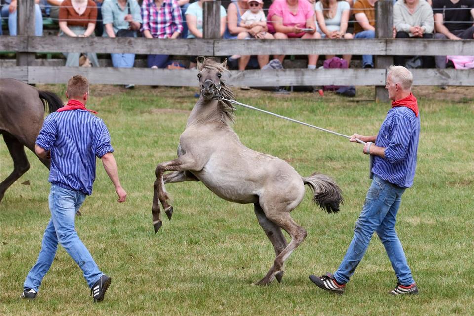 Schnelligkeit und Fitness brauchten die Fänger der jungen kräftigen Hengstfohlen.Christoph Reichwein/dpa