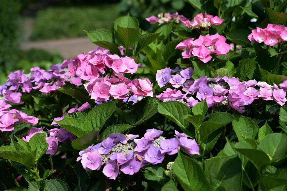 Schnitt nach Blühverhalten: Tellerhortensien blühen am alten Holz und werden daher nur vorsichtig zurückgeschnitten.Andrea Warnecke/dpa-tmn