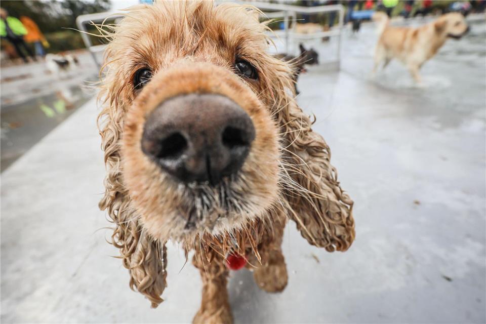 Schnüffeln als Grundbedürfnis: Hunde erkunden ihre Umwelt vor allem mit der Nase.picture alliance/dpa