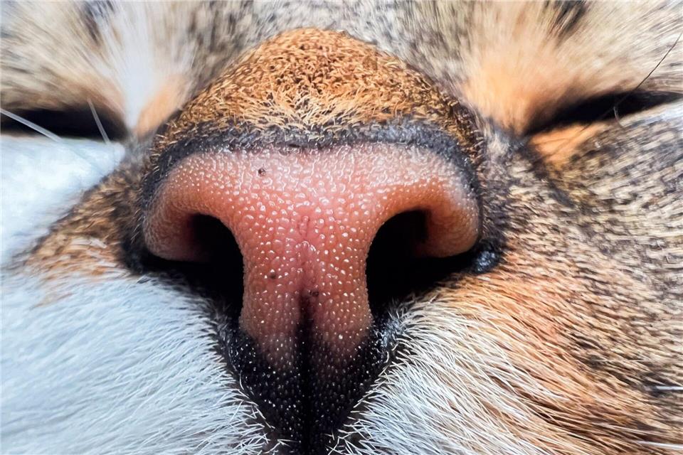 Schnurren erwünscht! (Symbolbild)Julian Stratenschulte/dpa