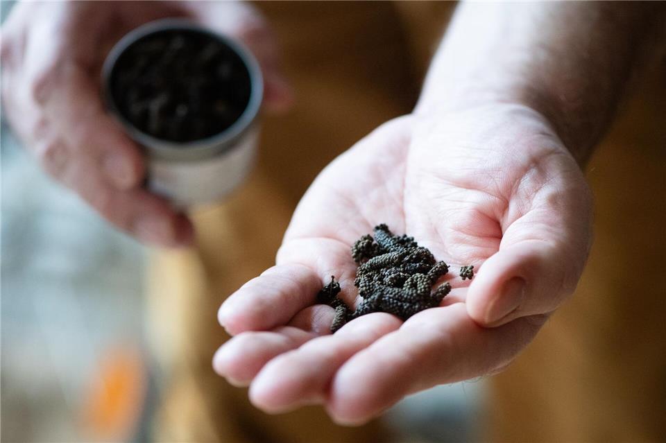 Schokoladenpfeffer zählt zu den Lang- oder Stangenpfeffern.Franziska Gabbert/dpa-tmn