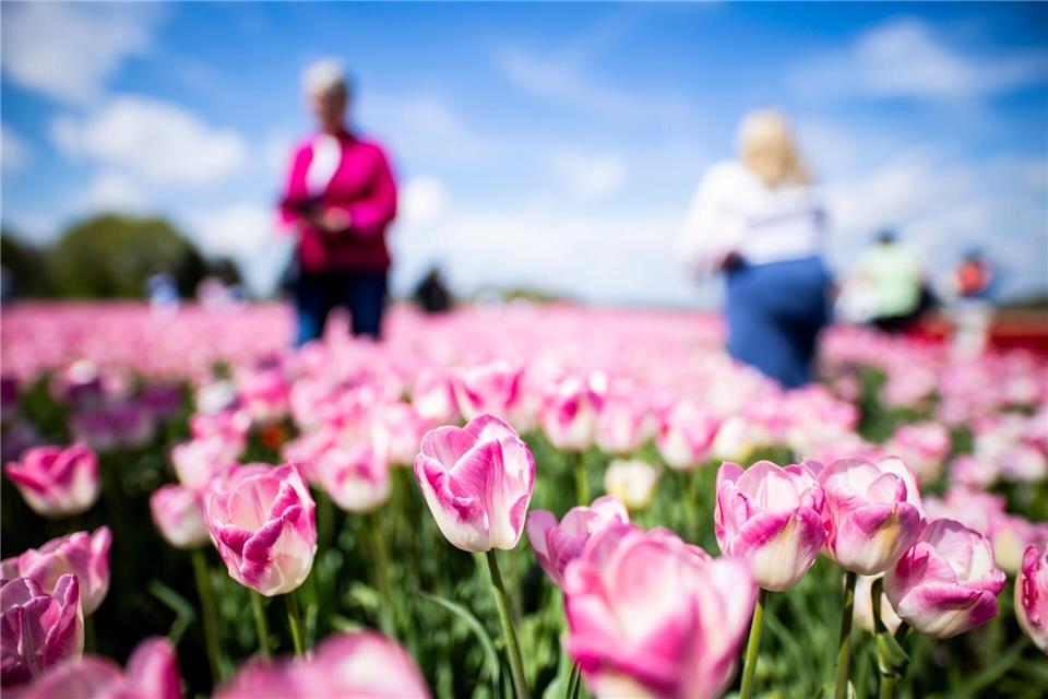 Schon einen Tag nach Ostermontag sollen die Tulpenköpfe abgemäht werden. Michael Matthey/dpa