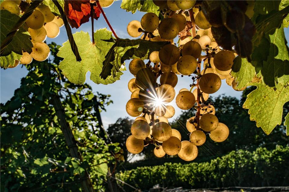 Schon im Weinberg lässt sich der Zuckergehalt der Trauben beeinflussen, etwa durch den Laubschnittpicture alliance/dpa