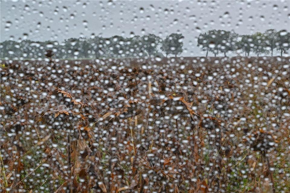 Schon seit Wochen hat es in Niedersachsen nicht mehr richtig geregnet - das Wasser fehlt im Boden. (Symbolfoto)Patrick Pleul/dpa