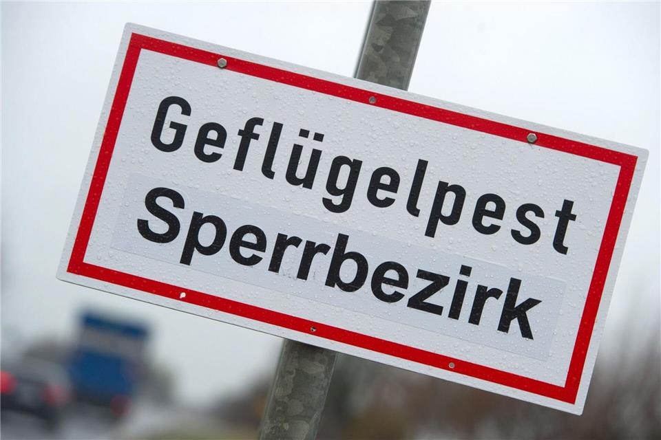 Schon wieder gibt es einen Ausbruch der Geflügelpest im Landkreis Cloppenburg - betroffen ist ein Putenbetrieb. (Archivfoto)Stefan Sauer/dpa-Zentralbild/dpa