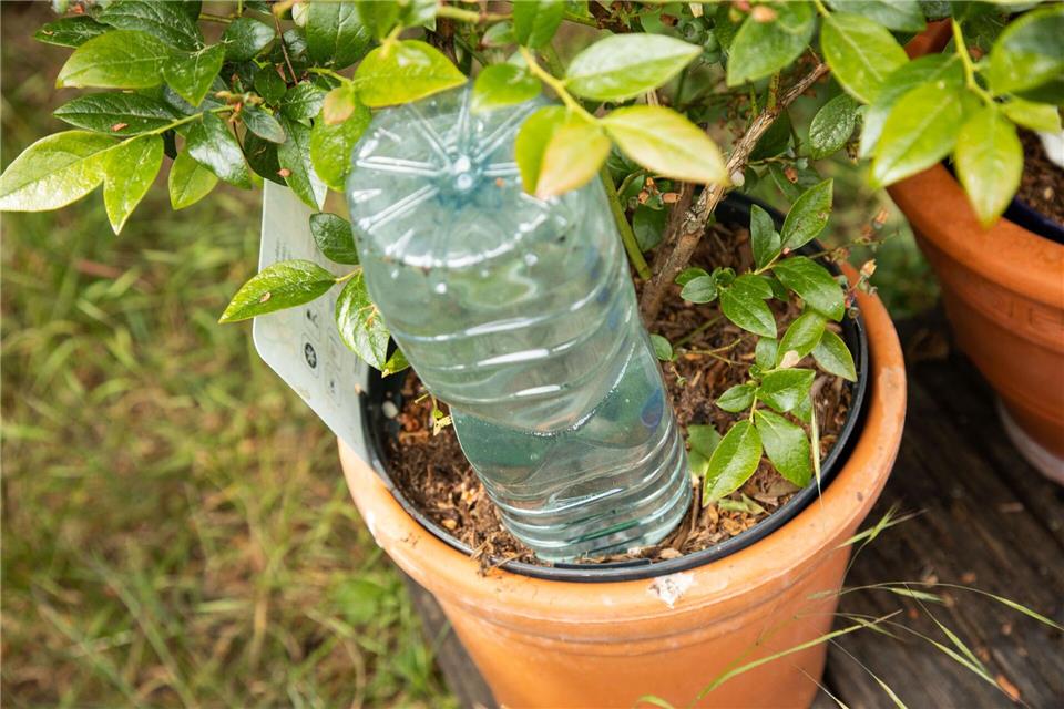 Schritt 3: Die Flasche kopfüber in die Erde stecken.Christin Klose/dpa-tmn