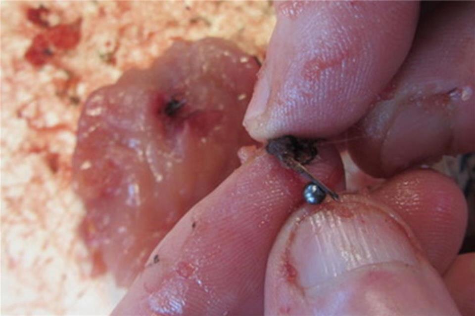 Schrotkugeln wie diese fanden Forschende in Fasanen und Moorschneehühnern.-/University of Cambridge/dpa