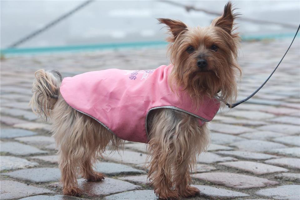 Schützt bei Regen und Kälte: Bei kurzbeinigen Rassen kann ein Wintermantel für Wuffi sinnvoll sein.Stefan Sauer/dpa/dpa-tmn