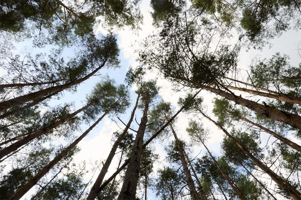 Schutz der Wälder gegen Waldbrände Katharina Kausche/dpa