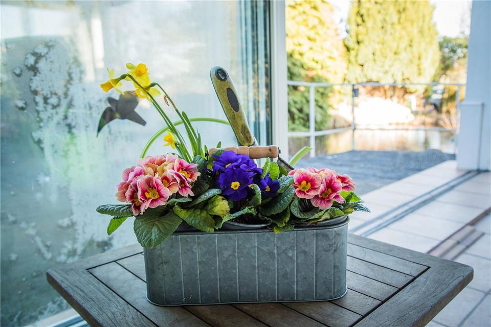 Schutz für Frühjahrsblüher: Primeln und andere Frühblüher aus dem Gewächshaus brauchen Schutz vor Frost, zum Beispiel auf der Terrasse.picture alliance / dpa-tmn