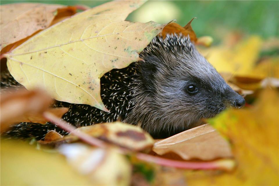 Schutz und Wärme: Igel nutzen Laubhaufen gern als Versteck.Patrick Pleul/dpa/dpa-tmn