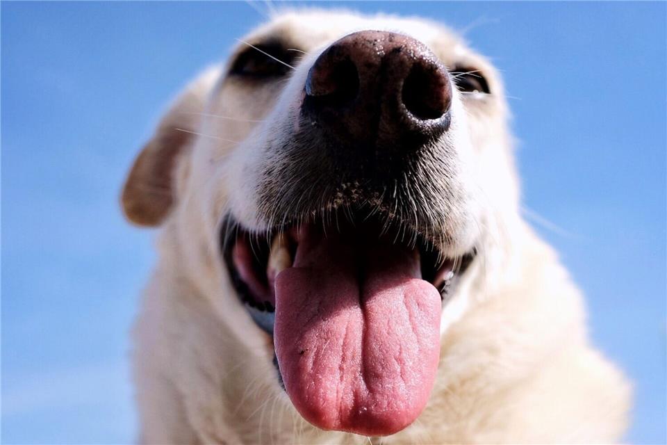 Schutz vor der Sonne: Der Nasenrücken von Hunden kann genauso wie Menschenhaut eingecremt werden.picture alliance/dpa