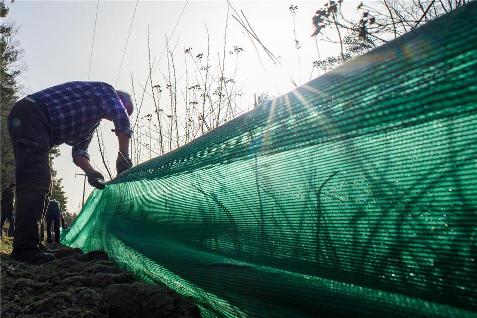 Schutzzäune sollen die kleinen Amphibien vor den Gefahren vielbefahrener Straßen schützen. (Symbolbild)Klaus-Dietmar Gabbert/dpa-Zentralbild/ZB