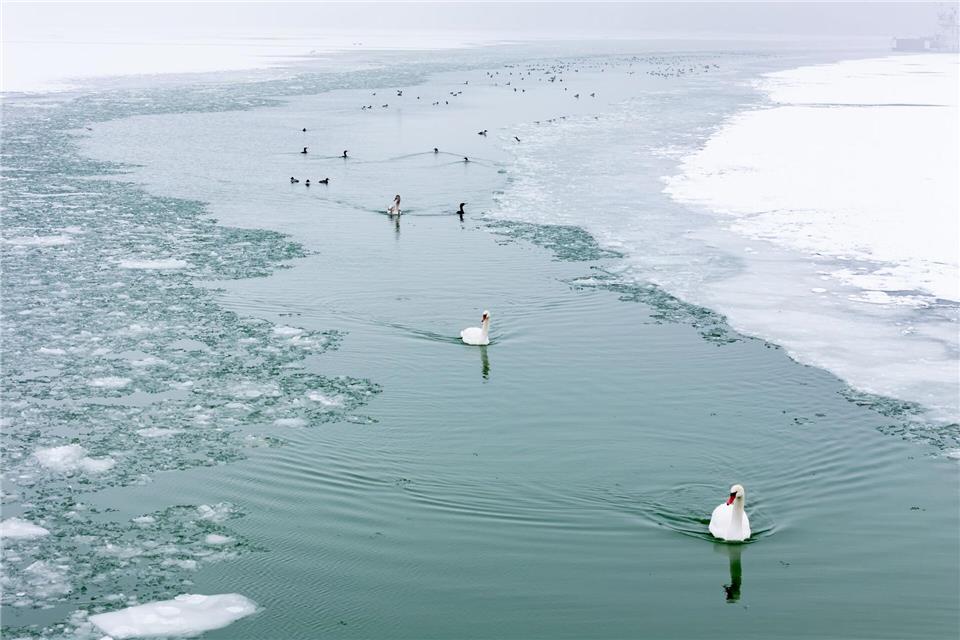 Schwäne als Eisbrecher.Tamas Vasvari/MTI/AP/dpa
