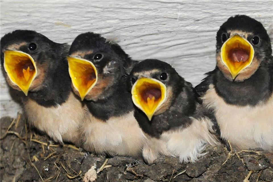 Schwalben kehren zurück - Zeit für künstliche Nester Schwalbennachwuchs, hier in einem natürlichen Nest, hat viel Hunger. (Symbolbild)picture alliance / dpa