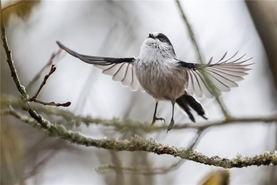 Schwanzmeise startet Flug von BaumzweigSilas Stein/dpa