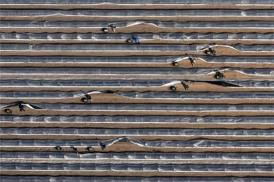 Schwarze Folien - so weit das Auge reicht. Durch Plastikbahnen lässt sich die Spargelsaison verfrühen und verlängern. Ralf Hirschberger/dpa-Zentralbild/dpa-tmn