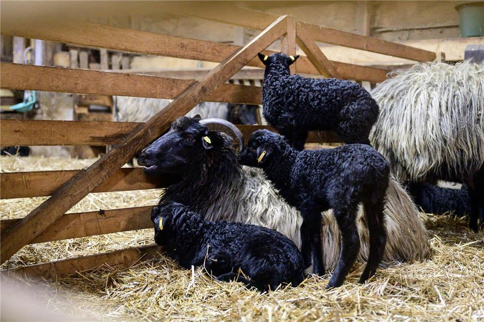 Schwarze Lämmchen stehen neben ihrer Mutter in der Lüneburger Heide. Philipp Schulze/dpa