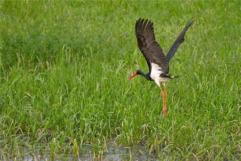 Schwarzstörche sind extrem scheue Tiere, die große, ungestörte Wälder in der Nähe von Gewässern bewohnen. (Archivbild)Patrick Pleul/dpa