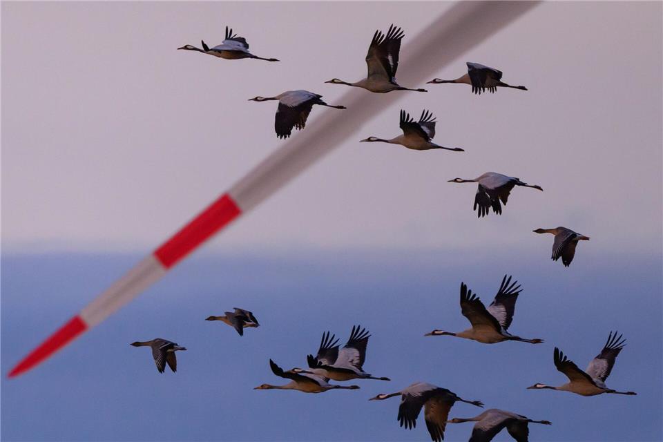 Schwer kranke Kraniche dürfen in einigen Regionen in Niedersachsen jetzt von Jägern erschossen werden. (Archivbild)Patrick Pleul/dpa