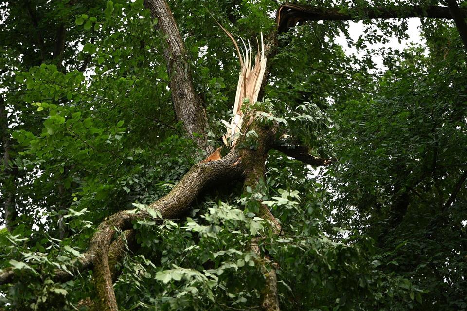 Schwere Stürme hatten im Sommer in den Berliner Wäldern schwere Schäden verursacht. (Archivbild)Michael Brandt/dpa
