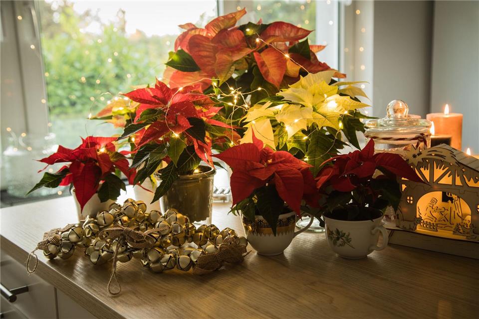 Schwere Vergiftungen durch Weihnachtsdeko sind selten, aber Vorsicht ist besser als Nachsicht.Christin Klose/dpa-tmn