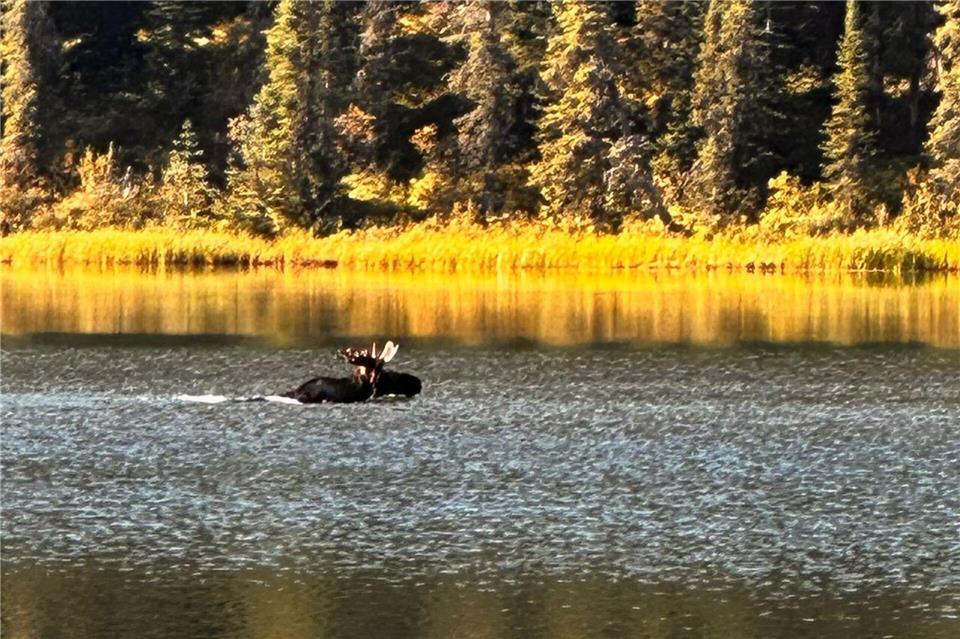 Schwimmender Besucher: Der Elch kommt öfter mal vorbei.Ole Helmhausen/dpa-tmn