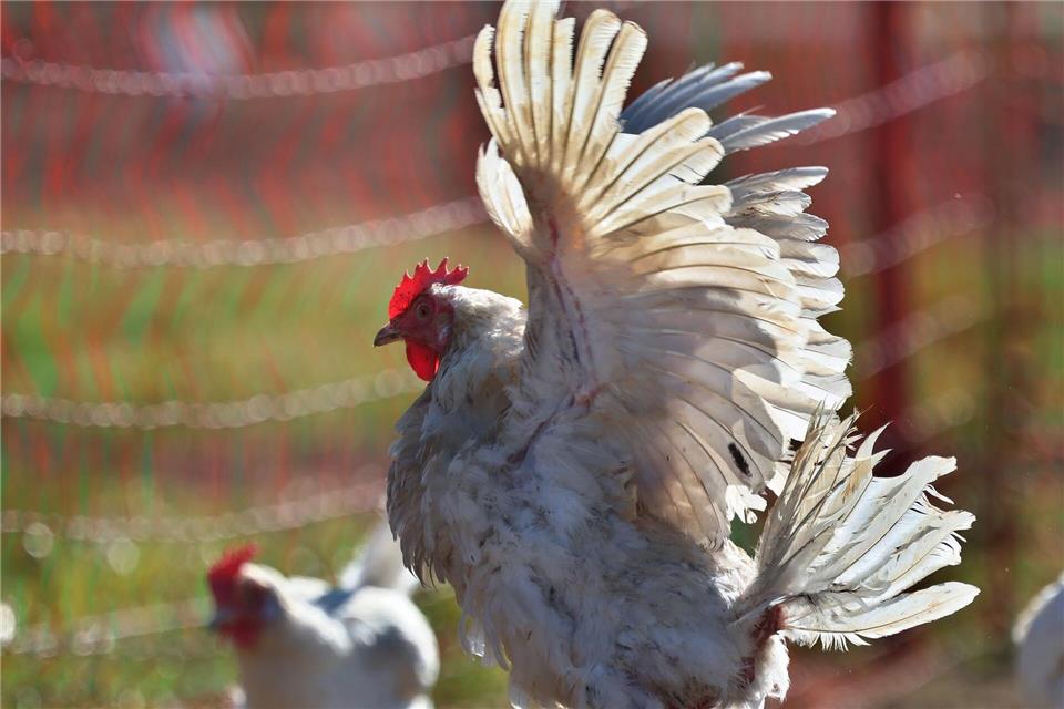 Sechs Hühner wurden in Regensburg auf einem Parkplatz zurückgelassen. (Symbolbild)Karl-Josef Hildenbrand/dpa