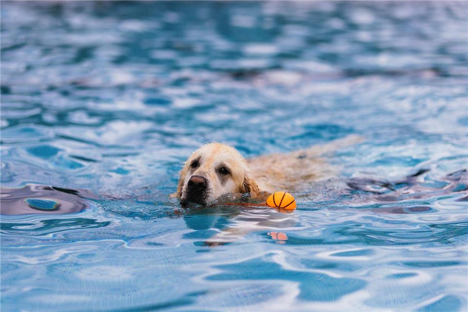 Pfoten statt Badelatschen – Hundeschwimmen im Freibad Sechs Stunden lang konnten die Vierbeiner ins Wasser mit extra verringertem Chlorgehalt.Philipp von Ditfurth/dpa