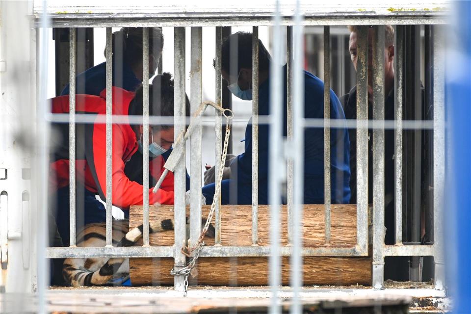 Sechs Tiger aus Schkeuditz sind in einer spanischen Auffangstation angekommen. (Archivbild)Heiko Rebsch/dpa