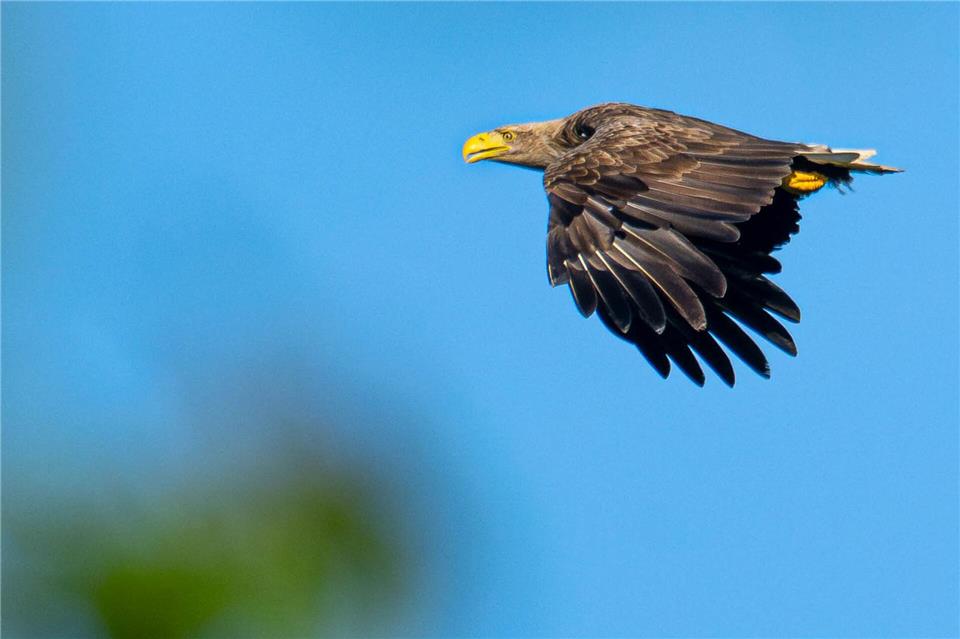 Goldschmidt: Artenschutz in allen Lebensbereichen fördern Seeadler gehören im Norden nicht mehr zu den gefährdeten Tieren. (Symbolbild)Sina Schuldt/dpa