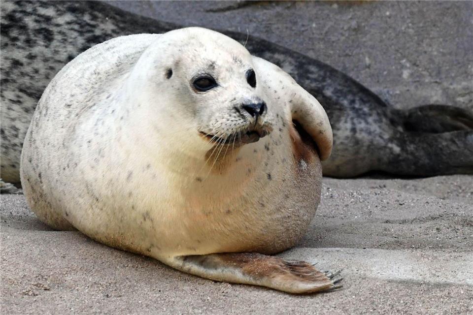 Seehund Gina mit 33 Jahren eingeschläfert. (Archivbild)Uli Deck/dpa