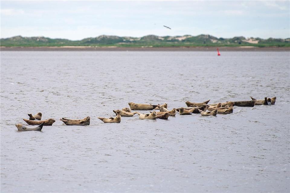 Seehunde gehören zu den wohl bekanntesten Bewohnern des Wattenmeers. (Archivbild)Sina Schuldt/dpa