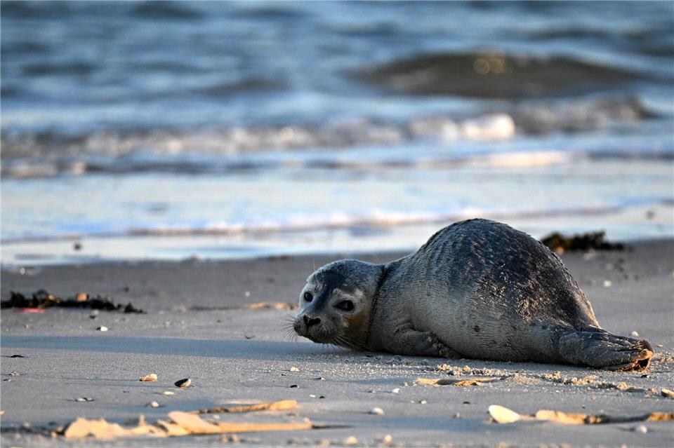 Seehunde zählen zu den größten Meeresraubtieren im Wattenmeer. (Archivbild)Federico Gambarini/dpa