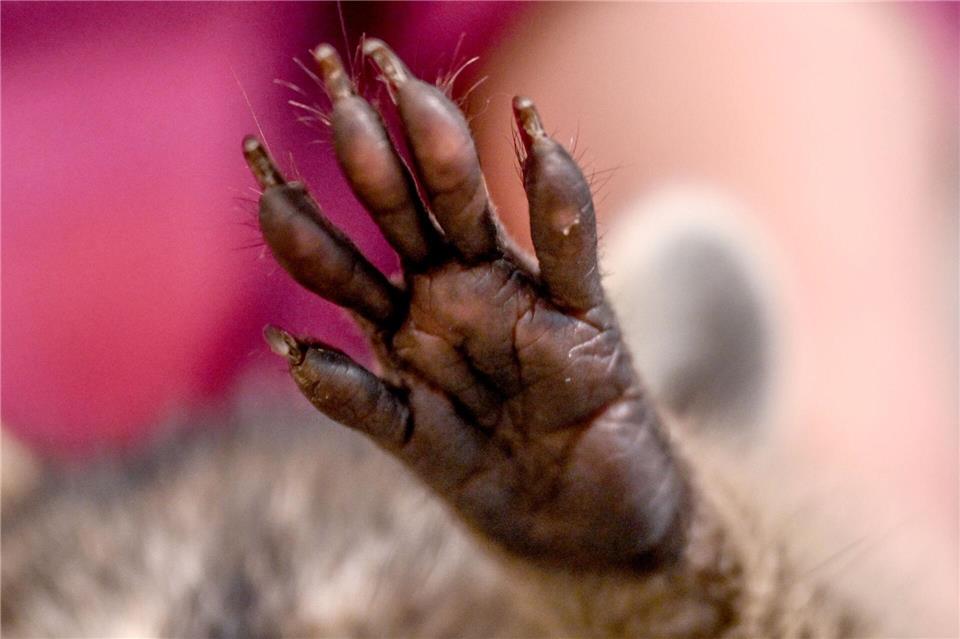 Sein Anblick irritiert - und entzückt: Ein etwas deformierter Waschbär erobert nicht nur die Herzen der Anwohner, durch deren Gärten er streunert. (Symbolbild)Britta Pedersen/dpa