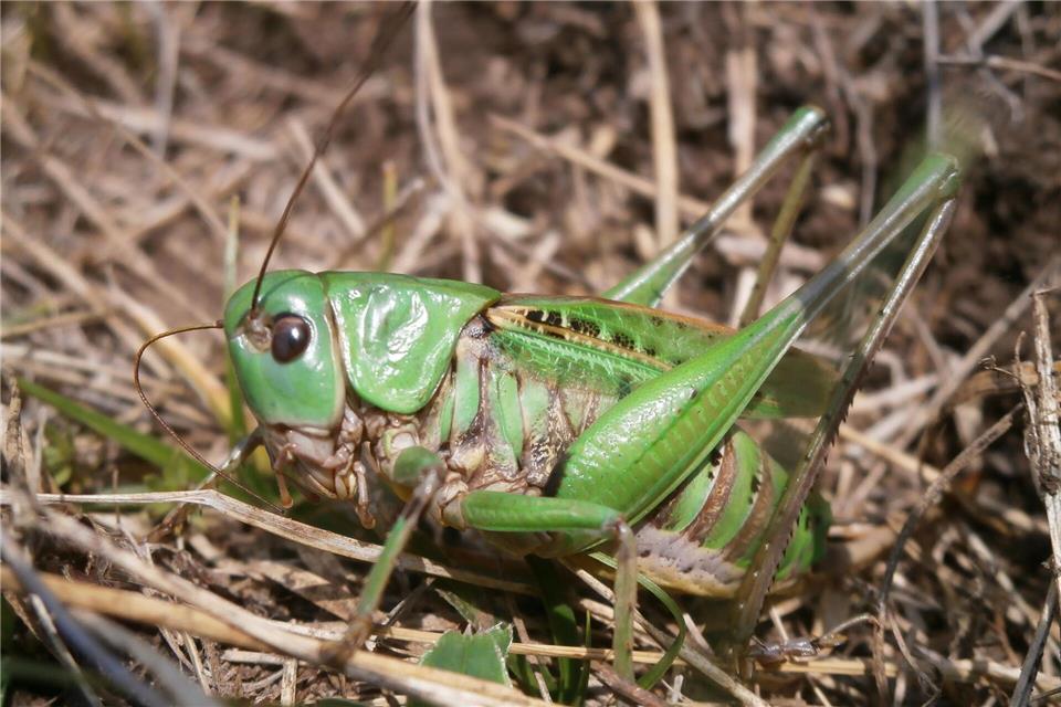 Seinen Namen erhielt der Warzenbeißer aufgrund eines alten Volksglaubens. (Foto - Handout)Schmitt/Senckenberg/dpa