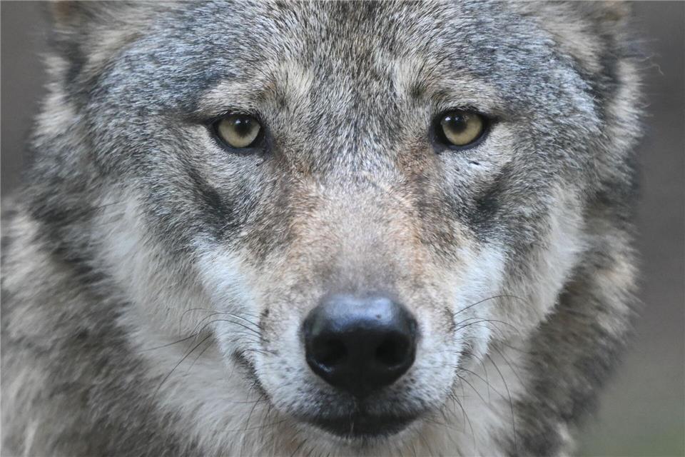Seit 2008 gibt es den Wolf wieder in freier Wildbahn in Hessen. (Symbolfoto)Arne Dedert/dpa