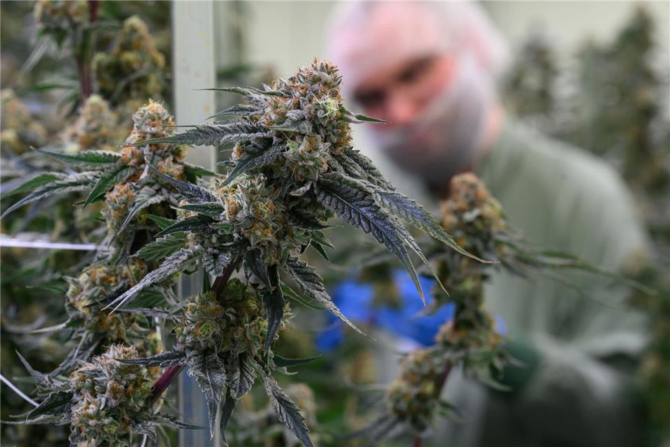Seit 2017 kann medizinisches Cannabis in Deutschland legal verschrieben werden. (Symbolbild)Hendrik Schmidt/dpa