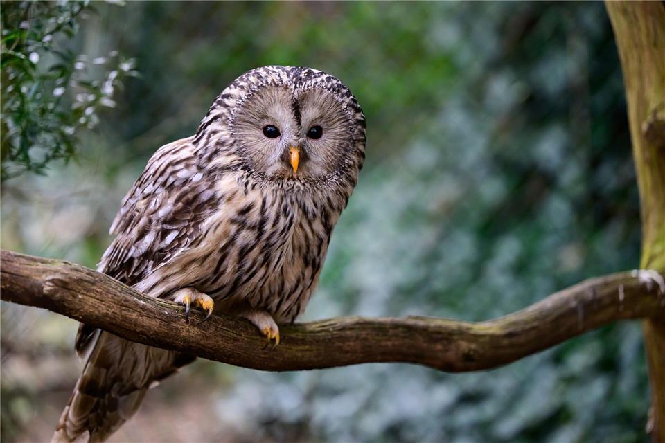 Seit 2017 werden in Nordostbayern Habichtskäuze neu angesiedelt. Jetzt sind wieder 27 der putzigen Eulenvögel ausgewildert worden. (Archivbild)Philipp Schulze/dpa