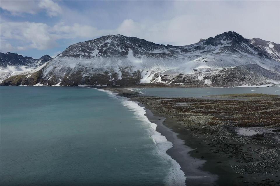 Seit 2022 grassiert die größte je dokumentierte Vogelgrippewelle.---/British Antarctic Survey/dpa