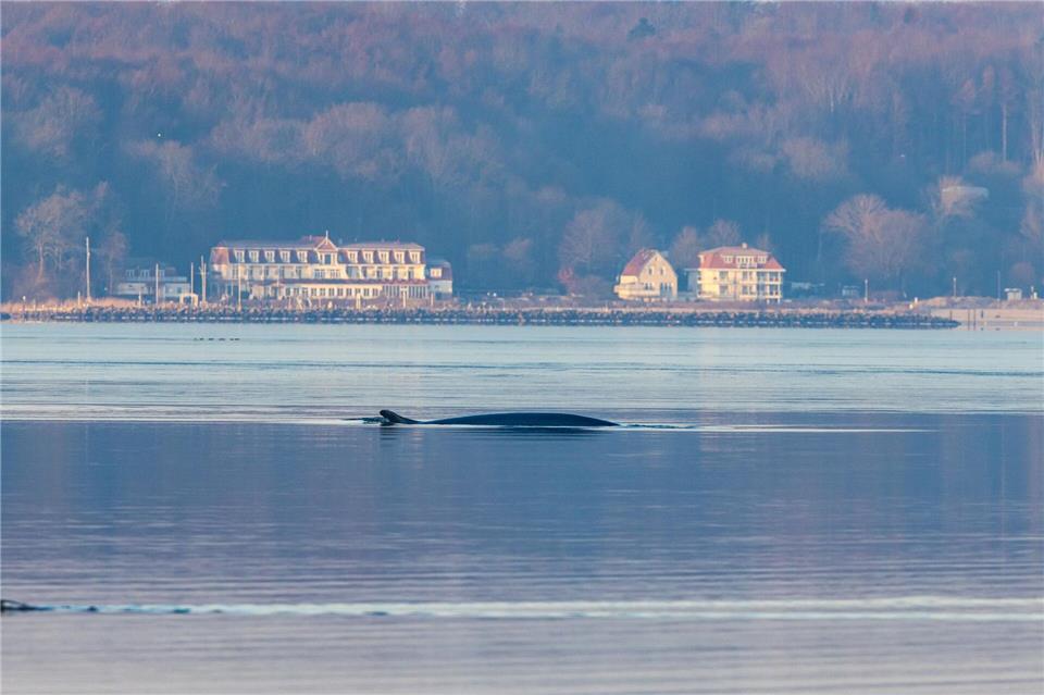 Seit Anfang des Jahres wird der Wal regelmäßig in der Flensburger Förde gesichtet.Ulrich Perrey/dpa
