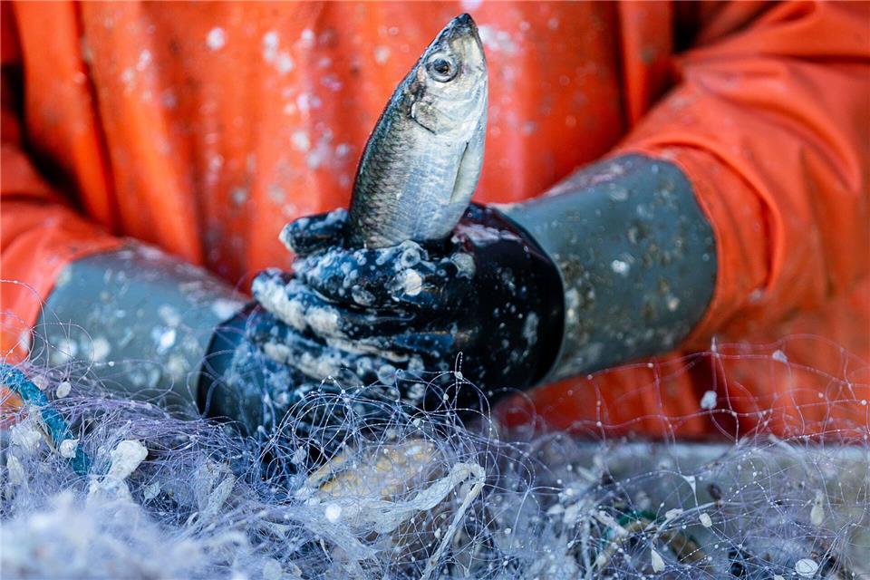 Seit Jahren lange dürfen hiesige Fischer längst nicht mehr so viel Hering fangen wie einst. (Archivbild)Jens Büttner/dpa-Zentralbild/dpa