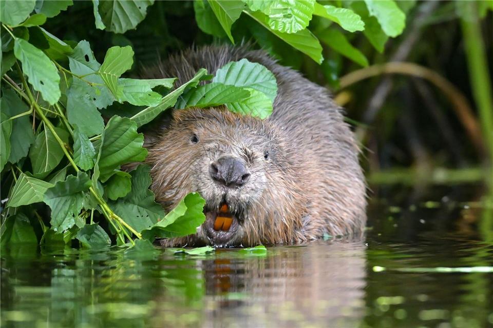 Seit Jahren wird über den Umgang mit dem Biber gestritten.Patrick Pleul/dpa-Zentralbild/dpa