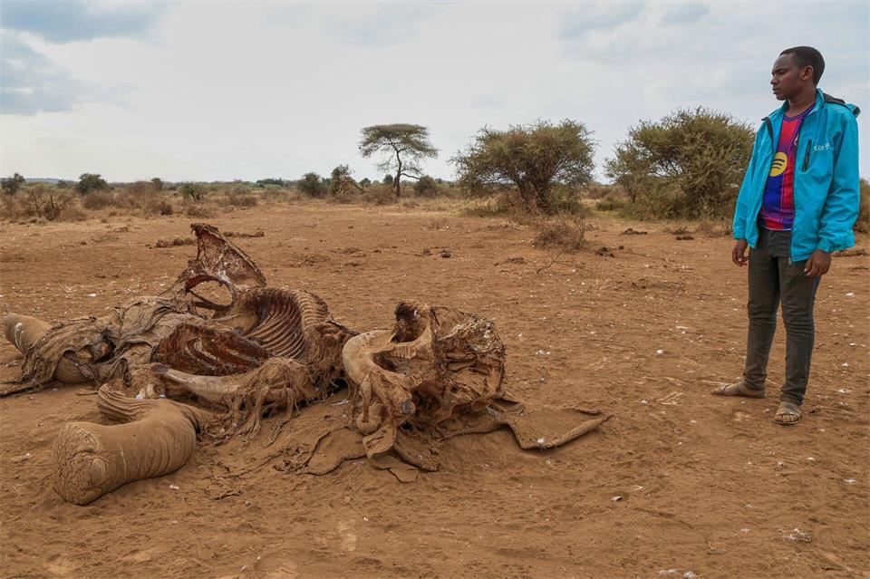 Seit Juni sind im Amboseli-Gebiet 18 Elefanten durch Vergiftungen gestorben. (Archivbild)Andrew Kasuku/AP/dpa