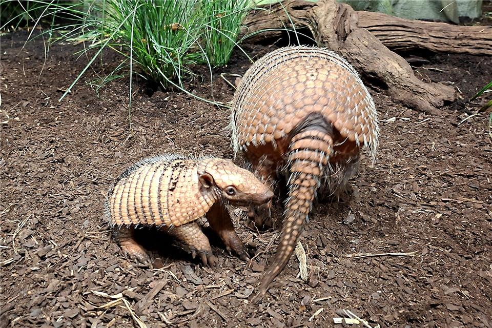 Seit Oktober wohnt das Gürteltierpaar Amelie und Falko im Tierpark Hagenbeck - nun hat es Nachwuchs bekommen. -/Tierpark Hagenbeck/dpa