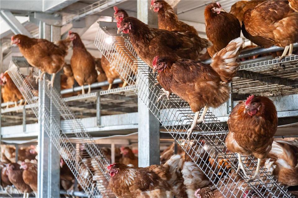 Seit Oktober wurden auch in Hessen Vogelgrippe-Fälle der aktuellen Ausbruchswelle nachgewiesen. (Archivbild)Christian Lademann/dpa